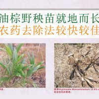 油棕野秧苗就地而长  农药去除法较快较佳