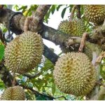 马来西亚农业部是否应该成立榴莲局以便更有效地发展国内榴莲产业?