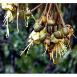 高磷用量是否会使榴莲果实种子增大? 鉴于大种子不受欢迎，要如何解决增如花芽分化率的同時而不使种子增大?