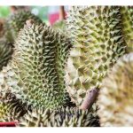 如何通过施肥来催花促果以让果期落在适当的時机?