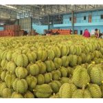 有人认为，今后15年仍是榴莲产业的盛世，过后，许多新地区的榴莲相继生产，例如越南、老挝、柬埔寨、印尼、菲律宾、泰国及马来西亚等，到時榴莲产业的发展是否会面对瓶颈甚至开始下滑?