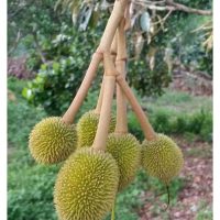 如何通过施肥以提高坐花坐果率?