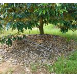 堆土犹如小山式种榴莲近年来受到关注，然儿並非人人认同这种法。请举出这个种法的好处与坏处。