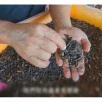 黑水虻肥与蚯蚓肥 :那一种对热带果树的成长与生产较有利?