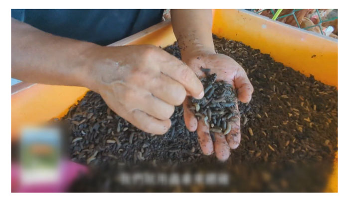 Read more about the article 黑水虻肥与蚯蚓肥 ：那一种对热带果树的成长与生产较有利?