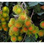 在马来西亚,那一种果树需要一定的旱天以促花?请举例及为何如此?