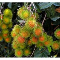 在马来西亚,那一种果树需要一定的旱天以促花?请举例及为何如此?