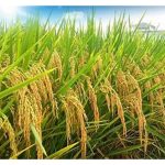 土壤改良剂是否适用于马来西亚水稻种植? 是否影响产量?