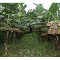 香蕉叶斑病的发病规律及最佳防治时期是什么?