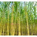 为什么甘蔗长势旺但含糖量低?