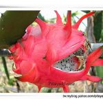 为什么火龙果表皮老化，果实开裂?