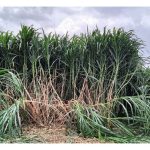 象牧草(napier grass) 种植是否只须施放氮与磷肥而不需钾肥?