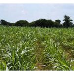 如何在马来西亚为商业化象牧草施肥? 用那些肥及配方?