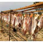 马来西亚咸蛋与咸鱼生产是否具有竞争力及有利可图? 这方面面对什么挑战?