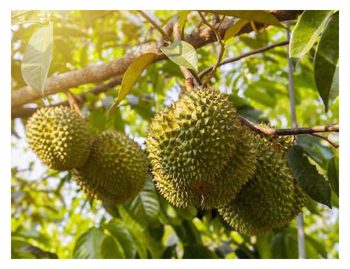 Read more about the article 详细比较一下5公顷榴莲园在良好修枝下和完全没修枝在30年期间的收成分别