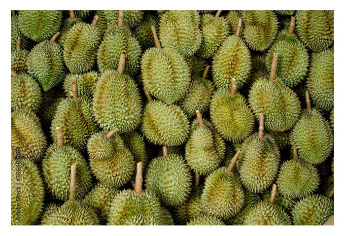 Read more about the article 双株榴莲种法获得一些农友的认同，这个种法的效益是否比单株种法好?