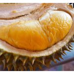 双株榴莲(不同品种)种法据知有助于提高授粉效率、增加产量及提升果实风味,这说法是否正确?