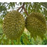 出口的榴莲其规格之一是果形必须圆整,鉴于果形和果肉品质无明显关系, 这种要求看来不合理?