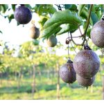 高黏质土壤被认为问题土壤之一。在马来西亚,什么作物种于这类土壤后仍能健全成长?