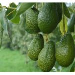 在马来西亚,牛油果的零售价每粒可卖到7.50令吉,说明是优质水果之一。应如何推广它在本土的食用率以吸引更多农友种植?