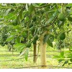 在马来西亚,牛油果商业化种植的主要条件是什么? 虫病害如何解决?