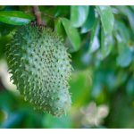 红毛榴莲(soursop) 和榴莲在品系上有什么关系?