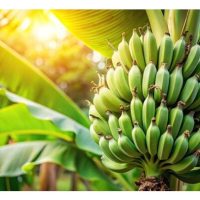 适合鲜食的香蕉，可不可以在同堆同时保住2-3棵吸芽，以持读不断有果可收成。若和单株比较，那个累积产量更高?