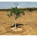 滴灌系统用在果园(例如香蕉、火龙果、芒果)的产量效益比单靠降雨地段好多少?