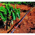 滴灌系统应选择性采用于某些热带作物而非全部作物都适用?