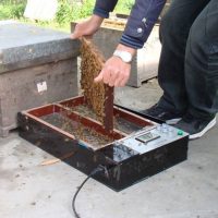 蜂毒有何作用, 如何从蜜蜂里套出?