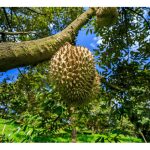 单靠土施有机肥及叶面肥喷施,加上合适调节剂的采用,其榴莲产量是否能媲比仅采用复合肥地段?