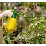 天然农药有那些? 能有效控制作物的病害及虫害吗 ? 辣椒种植如何采用天然防治法 ?