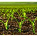 良菌在土壤中能存活多久? 需要多久补充一次?