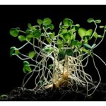 如何判断土壤中的良菌数量和活性? 