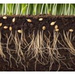 良菌对抗病害(例如根腐病、枯萎病)的效果显著吗?