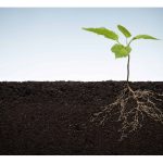 不同作物(如油棕、榴莲、辣椒、水稻)使用良菌時, 有何差异和应注意事项 ?