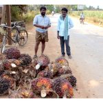 印度自产棕油以减少对外购买的能力有多少?