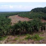 马來西亚油棕公司进军非洲的种植计划成果如何?