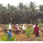 马來西亚棕油局(MPOB)能强制性推动翻种计划吗?