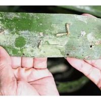 环境角度上, 如何减少马来西亚油棕种植中的油棕袋虫(Bagworm)危害?