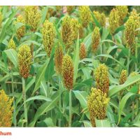 Sorghum 与 Kenaf 的分别?