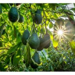 一位墨西哥农友种植牛油果的成功路程