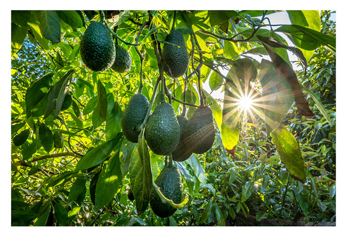 Read more about the article 一位墨西哥农友种植牛油果的成功路程