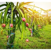 越南火龙果种植先锋：阮文强的科技致富之路