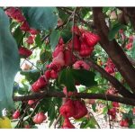 采用必要技术与导向, 台湾农友实现甜美莲雾生产目标