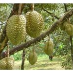 长于健枝的榴莲果实体积通常比长于细枝或尾枝来得壮及大，这是否和养分供给有关? 若是如此，那么施足肥料是否能改善这项落差?