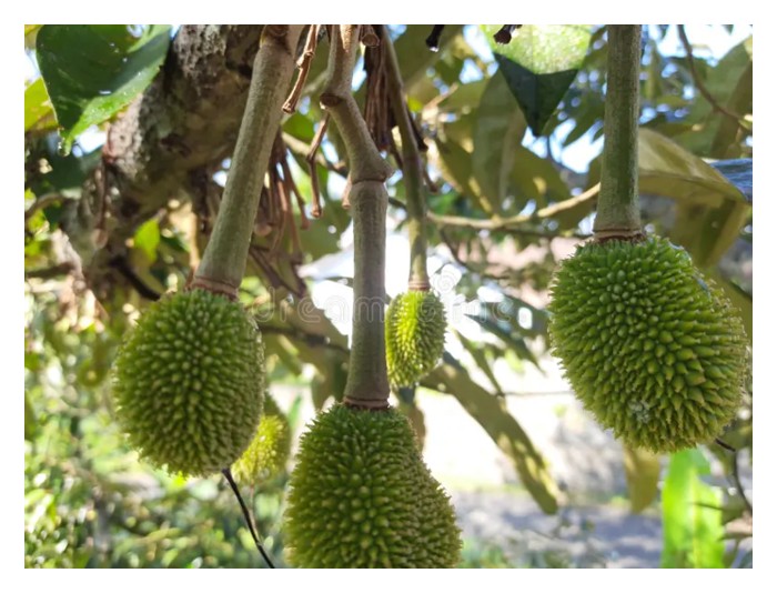 You are currently viewing 榴莲种植中,疏果比疏花更为重要?