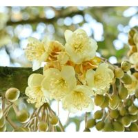 榴莲首次来花后大都掉落原因