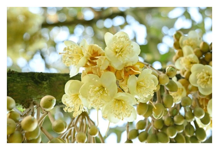 You are currently viewing 榴莲首次来花后大都掉落原因