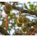 榴莲园主通过疏花来促进坐果的做法是否有科学依据?